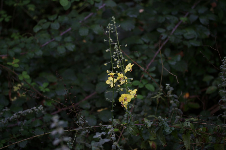 Verbascum blattaria